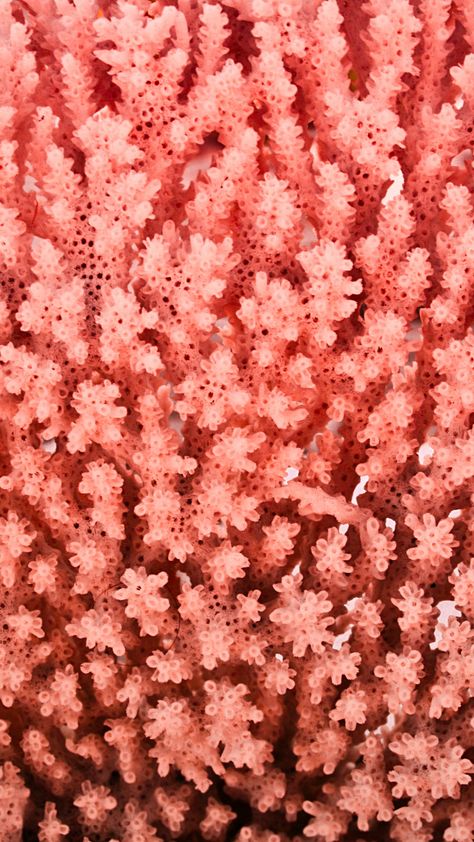 Free coral wallpaper for iPhone - Get a colorful coral aesthetic. They are cute for your phone or Instagram stories or highlight icons. Coral reef for iPhone and coral color. Coral design, blue coral, pink coral, and more. Grab yours now! #aesthetic #iphonewallpaper #iphonebackground Backgrounds For Your Phone, Coral Wallpaper, Peach Aesthetic, Live Coral, Wallpapers For Iphone, Free Iphone Wallpaper, Orange Aesthetic, Coral Reefs, Coral Peach