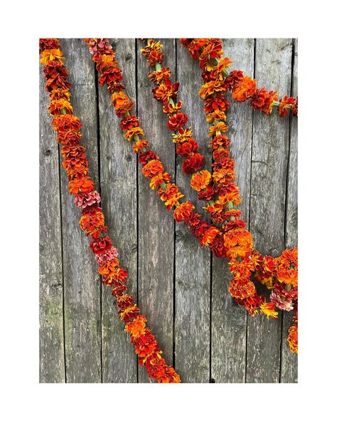 Feeling excited for these red garlands heading to a wedding this weekend! ♥️❤️♥️❤️ #marigolds #marigoldgarlands #themarigoldgardens #marigoldsofinstagram #weddingflowers #daydreams Marigold Wedding, Red Garland, Feeling Excited, Wedding 2024, This Weekend, A Wedding, Wedding Flowers, Red, Instagram