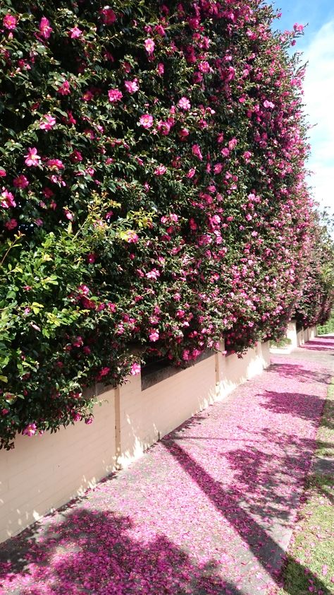 Camellia sasanqua, floral hedge adding a bit of colour to the early cold months. Mosman NSW Camellia Sasanqua Hedge, Camellia Hedge, Sasanqua Camellia, Floral Hedge, Shrub Border, Rose Hedge, Fantasy Farm, Flower Hedge, Camellia Sasanqua