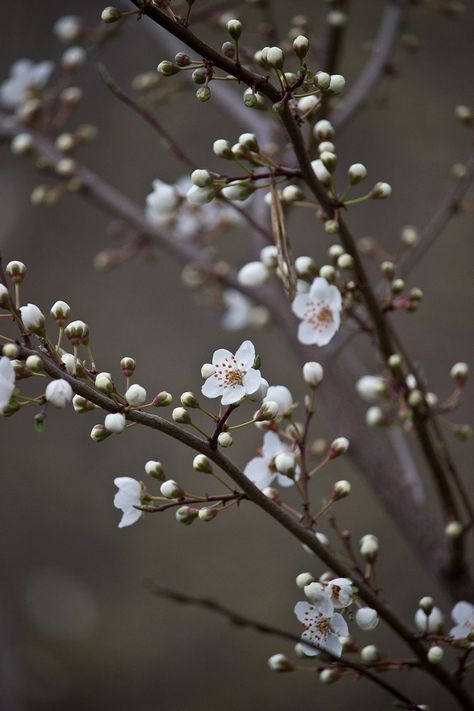 Cherry Blossom White, Pear Blossom, List Of Flowers, Green Cherries, White Cherry Blossom, Cherry Flower, Cherry Blossom Background, Canvas Painting Tutorials, Titanium Wedding Rings