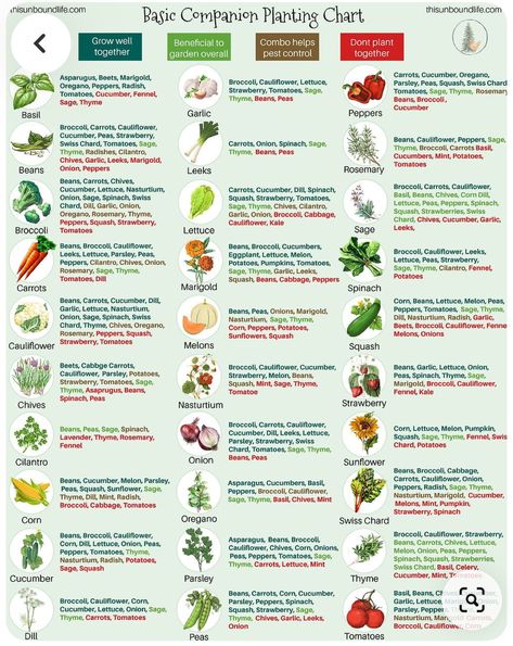 Apartment Vegetable Garden, Home Vegetable Garden Design, Plant Vibes, Companion Planting Chart, Companion Planting Vegetables, Companion Gardening, Garden Companion Planting, Veg Patch, Small Vegetable Gardens