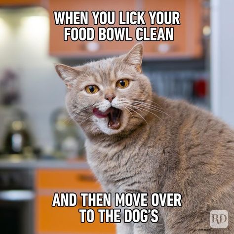 Cat Memes That Are so Hilarious You'll Laugh at Them Every Time Dog Memes Hilarious, Cat And Dog Memes, Silly Kitty, Chemistry Jokes, Cat Puns, Funny Dog Photos, Nerd Humor, Memes Hilarious, Funny Cat Memes