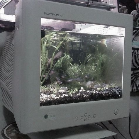 White Background, Computer, Fish, Tv, Water, Plants, White