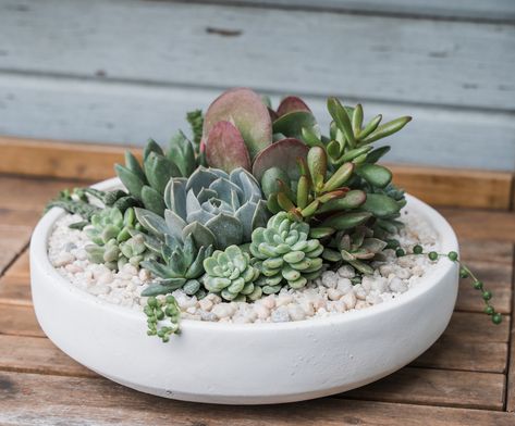 A beautiful statement piece. This large succulent planter is freshly planted with an arrangement of locally grown succulents. It's a wonderful long-lasting gift! Available for hand delivery only. Sell Succulents, Succulent Arrangements Indoor, Small Succulent Arrangements, Large Succulent Planter, Deck Plants, Succulent Tray, Diy Succulent Planter, Succulents Ideas, Succulent Bowl