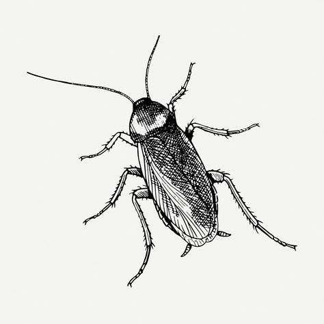 Cockroach Drawing, Insect Illustration, Drawing Vintage, Clipart Black And White, Drawing Videos, Pictures To Draw, Free Psd, Public Domain, Insects