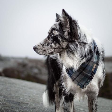 Border Collie Bandana, Blue Border Collie, Border Collie Merle, Blue Merle Border Collie, Grey Bandana, Creature Anatomy, Merle Border Collie, Cute Borders, Aussie Puppies