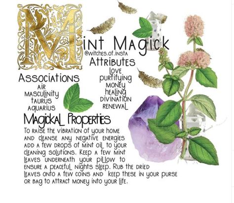 Dried Lemon Balm, Lemon Balm Plant, A History Of Magic, Modern Day Witch, Tea With Lemon, Magickal Herbs, Taurus And Aquarius, Witch Herbs, Witchcraft Spells