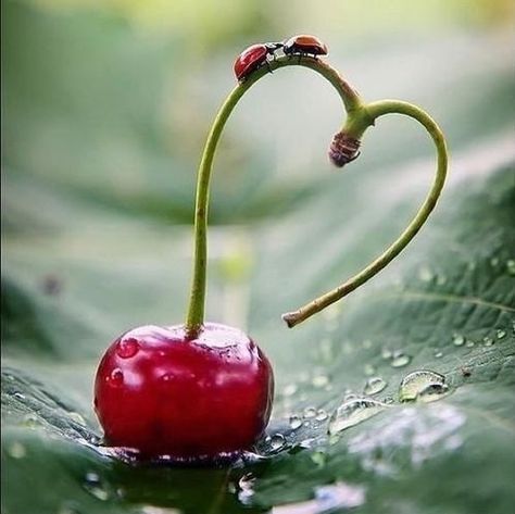 . Heart In Nature, I Love Heart, Foto Tips, Beating Heart, Foto Art, Jolie Photo, Beetles, Heart Art, Lady Bug