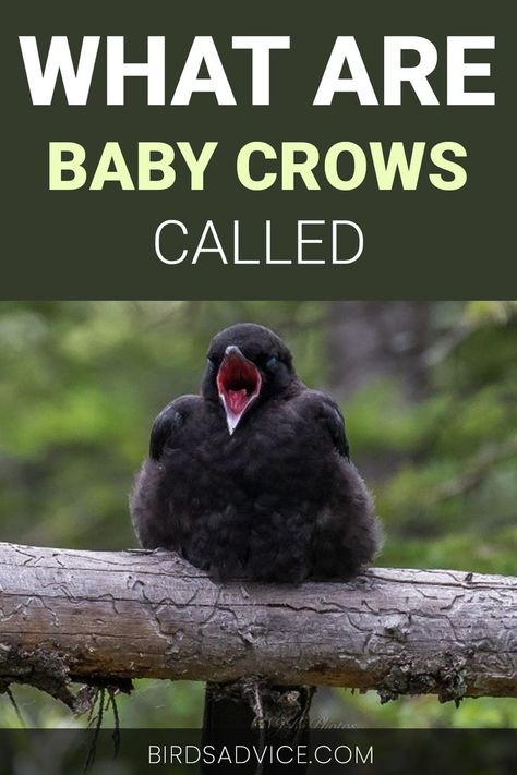 What Are Baby Crows Called Crow Facts, Crow Call, Native Symbols, Baby Crows, Crow Bird, Australian Wildlife, Crows Ravens, Secrets Revealed, Backyard Birds