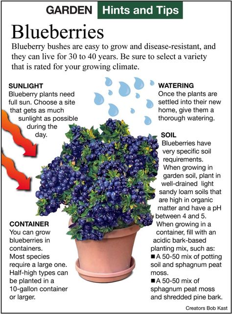 Small Fenced In Garden Ideas, Plants That Grow Well Together, Blueberry Bushes Landscape, Berry Garden Layout, Planting Blueberries, Growing Berries, Blueberry Gardening, Blueberry Bush, Growing Blueberries