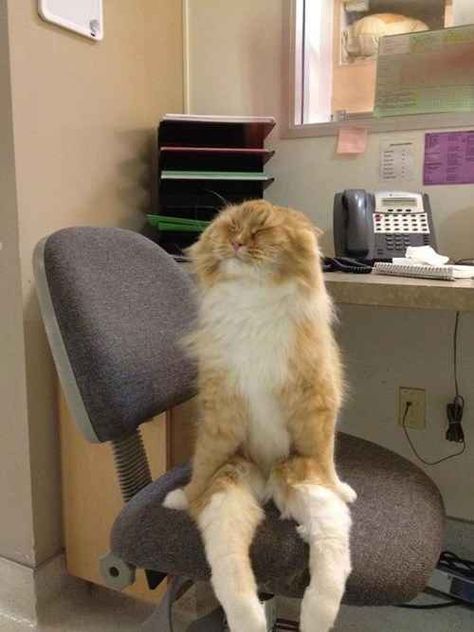 Sitting Upright In A Desk Chair Cat | 31 Cats You Won't Believe Actually Exist Cele Mai Drăguțe Animale, Koci Humor, Funny Cat Memes, Cat Sitting, Cats Meow, Cute Kittens, Funny Animal Pictures, Crazy Cat Lady, Beautiful Cats