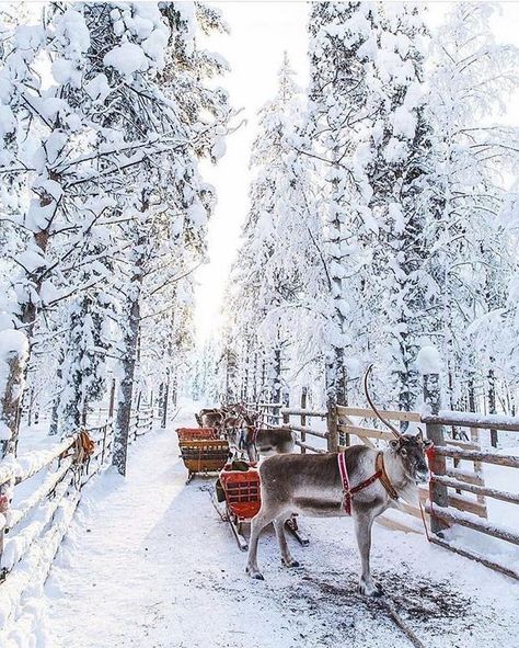 May the magic and wonder of the season stay with you the whole year through. Wishing you Peace Joy Hope. Merry Christmas from our family to yours . . @countryhomemagazine  Photo: @juliacawleyphotography via @wonderful_places #mycountryhome Reindeer And Sleigh, Winter Szenen, Winter Magic, Winter Scenery, Sleigh Ride, Winter Pictures, Winter Wonder, Donkeys, Winter Aesthetic