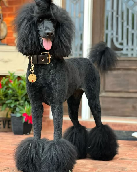 Cricket Hairstyles, Phantom Standard Poodle, Male Standard Poodle Haircut Styles, Male Poodle Haircut Styles, Standard Poodle Cuts, Poodle Costume, White Goldendoodle, Standard Poodle Grooming, Standard Poodle Haircuts