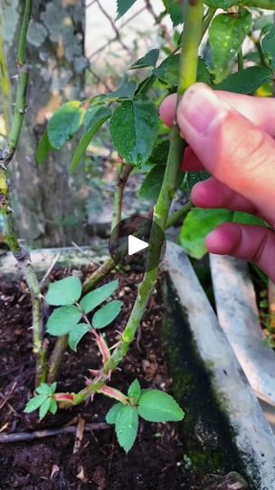 102K views · 479 reactions | Great results when grafting rose plants 1 #rosegarden #rosegarden #plantingseeds #plantingroots #growing #growingtree #anthurium #anthuriumhybrid #flowerplant #flowers #roseflower #Growing #Planting #FlowerPlant #Anthurium #plantingroots #roses | 5Star-Detailing | Global Genius · Hey Baby (Your Lullaby Song) Anthurium Propagation, Grafting Plants Ideas, Propagate Anthurium, Anthurium Clarinervium Care, Grafting Roses, Plant Grafting, Lullaby Songs, Grafting Plants, Planting Roses