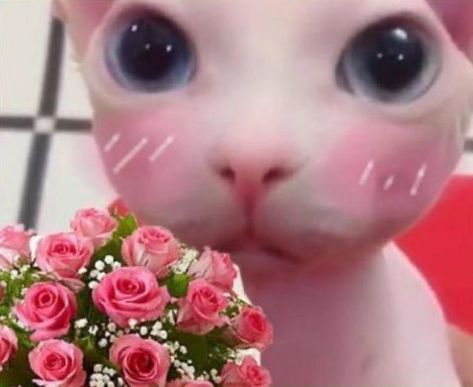 Reaction Pic, On Twitter, Twitter, Flowers, Pink