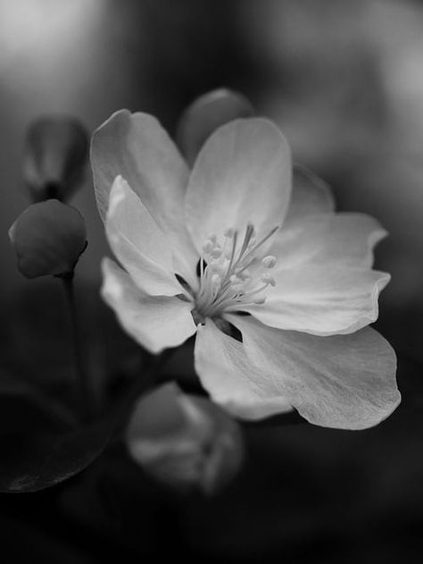 black and white photography . flowers . Flowers Black And White, Nature Photography Flowers, White Nature, Photography Flowers, Texture Photography, Black And White Landscape, Park Photography, Flowers Black, Black And White Flowers