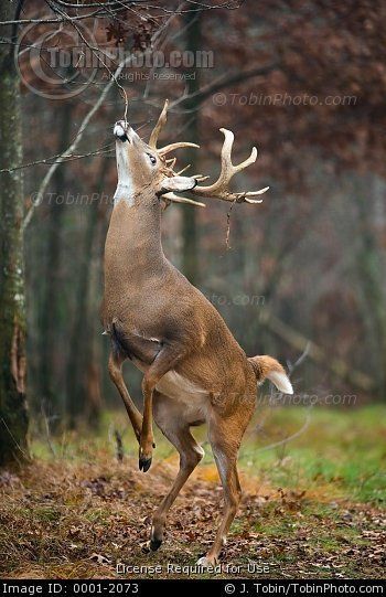 Whitetail Deer Pictures, Deer Photography, Big Deer, Big Buck, Deer Drawing, Wild Animals Photography, Deer Photos, Deer Pictures, Wild Animals Pictures