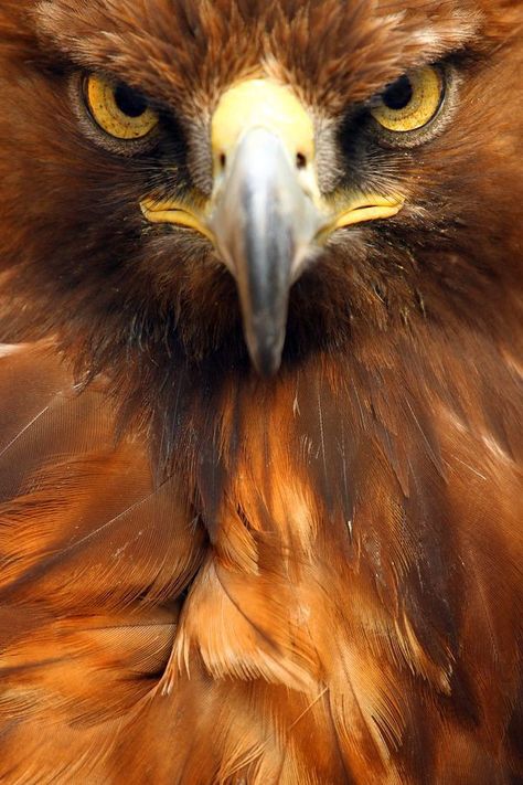 Golden Eagle Photography, Eagle Photography, Regard Animal, Aigle Royal, Raptors Bird, Laser Beam, Bird Of Prey, Golden Eagle, The Eagles