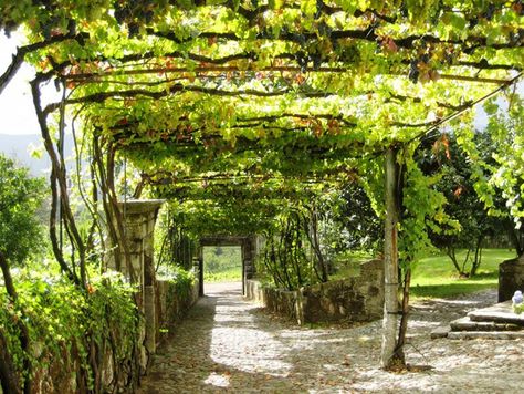 20 Beautiful And Natural Grape Arbor Ideas | Home Design And Interior Grape Vine Trellis, Pergola Metal, Memory Garden, Grape Arbor, Grape Trellis, Arbor Decor, Cheap Pergola, Garden Vines, Wooden Pergola