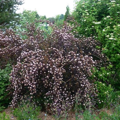 Plants With Colorful Leaves, Northwest Aesthetic, Ninebark Shrub, Shrub Border, Hyacinth Bean Vine, Big Leaf Hydrangea, Knockout Roses, Backyard Plants, Companion Plants