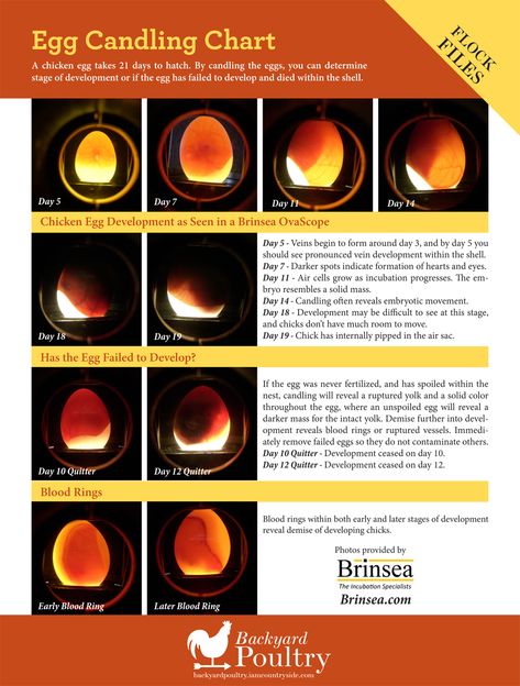 Egg Candling Chart, Candling Chicken Eggs, Chicken Eggs Hatching, Egg Chart, Incubating Chicken Eggs, Egg Candling, Chicken Facts, Hatching Chickens, Chicken Incubator