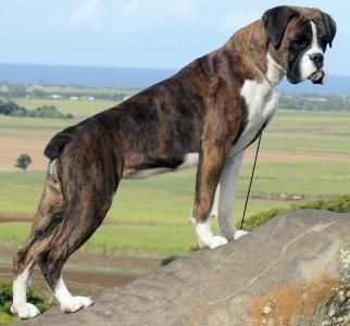 Why people go crazy about brindle colored dogs Brindle Boxer Puppies, Boxer Dog Pictures, Boxer Dogs Brindle, Boxer Dogs Facts, White Boxer Dogs, Brindle Boxer, Boxer Puppy, Boxer Puppies, Boxer Love