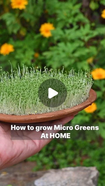 Nitya Hegde on Instagram: "How to grow Microgreens at home?!

I have used chia seeds and basil seeds.
I know it takes a lot of time and patience, growing microgreens is like taking care of a small baby. 👶 I have to say ;Growing these greens gives me immense pleasure.😍

Microgreens are a great addition to our diet! Give it a try! If you like the video, do like and share it with people who would like to try it

#microgreens #tipsandtricks #salads" How To Grow Chia Sprouts, Chia Seed Growing, Chia Seeds Sprouts, How To Grow Microgreens At Home, Chia Growing, Growing Microgreens Indoors, Chia Microgreens, Micro Greens Growing, Diy Microgreens