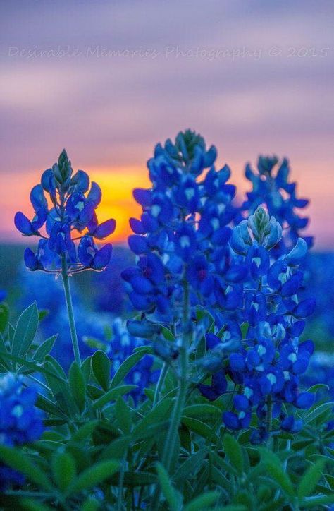 Wildflower Photography, Wildflowers Photography, Blue Bonnet, Blue Bonnets, Nature Beauty, Pretty Flowers, Beautiful World, Beautiful Landscapes, Mother Nature