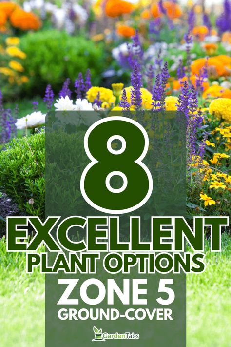 8 Great Ground-Cover Plants For Zone 5 Zone 5 Perennials Landscaping, Landscaping Zone 5, Zone 5 Flowers, Zone 5 Landscaping, Plants For Zone 5, Ground Cover Landscaping, Ground Cover Perennials, Zone 5 Plants, Wisconsin Garden