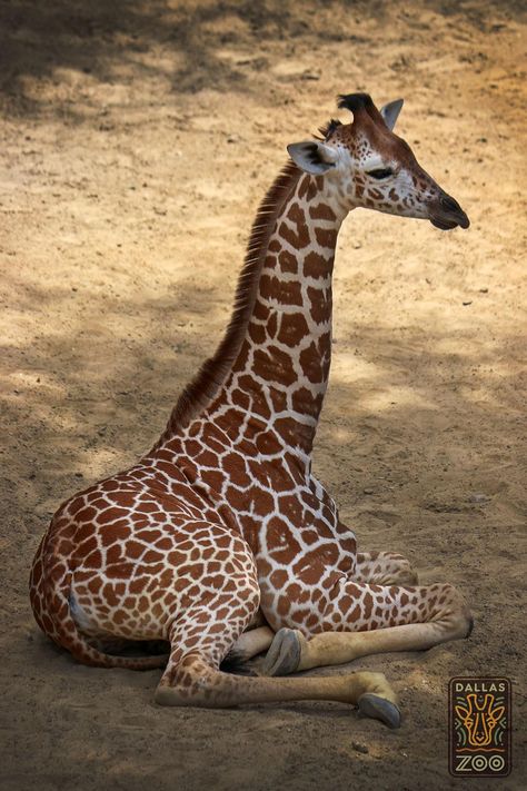 Kipenzi from Dallas Zoo Giraffe Sitting, Dallas Zoo, Giraffe Pictures, Giraffe Family, Wild Animals Photos, Giraffe Art, A Giraffe, Majestic Animals, Baby Giraffe