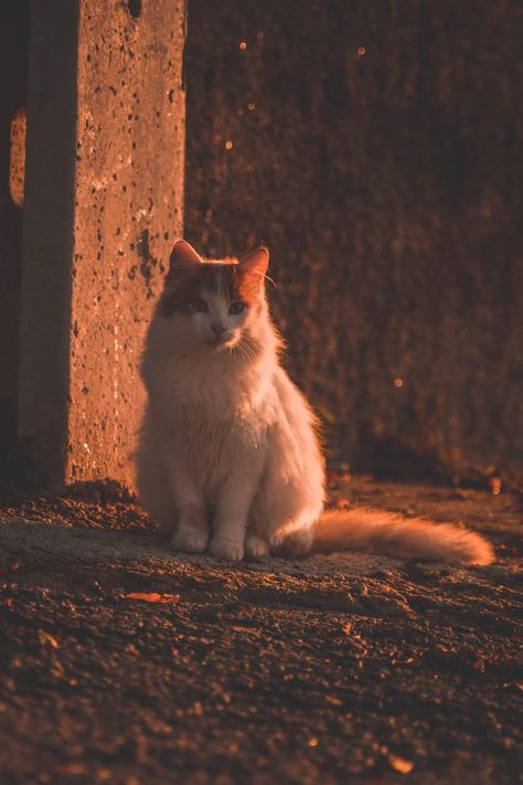 Warm Sunset, Sunset Light, Brown And Orange, Winter Animals, Cat Photography, Cats Love, Domestic Cat, Cat Sitting, Cute Animal Pictures