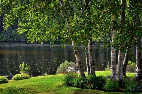 Birch Trees Garden, River Birch Trees, Betula Nigra, Privacy Landscaping Backyard, Betula Pendula, River Birch, Weeping Willow Tree, Fast Growing Trees, Ornamental Trees