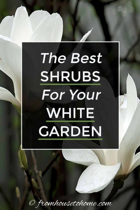 I love these bushes with white flowers to use in my garden design. They will look beautiful in my blue and white backyard garden landscaping. #fromhousetohome #shrubs #bushes #gardendesign #whitegarden #plants Full Sun White Flowers, Shrubs With White Flowers, White Backyard, Growing Gardenias, White Flowering Shrubs, Dogwood Blooms, Flowering Bushes, House To Home, Full Sun Perennials