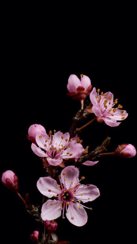 Sakura Wallpaper, Cherry Blossom Wallpaper, Moonlight Photography, Cherry Flower, Floral Wallpaper Phone, Sakura Flower, Sakura Cherry Blossom, Wallpaper Nature Flowers, Cherry Blossom Flowers