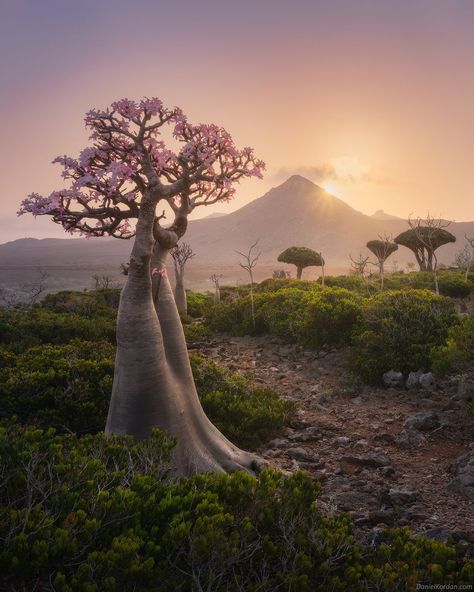 Gorgeous Photos of Socotra, The 'Most Alien-Looking Place on Earth' | PetaPixel Socotra Island, Dragon Blood Tree, Socotra, Remote Island, Unique Trees, Desert Rose, Yemen, Burning Man, Most Beautiful Places