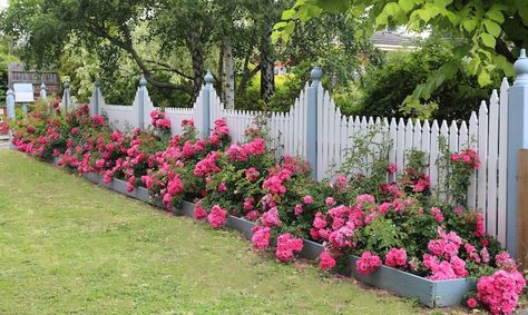 Garden Ideas Along Fence Line, Rustic Flower Decor, Fence Border Landscaping, Border Landscaping, Fence Border, Landscaping Along Fence, Flower Fence, Privacy Landscaping, Modern Backyard Landscaping