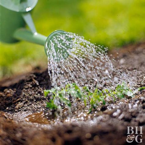 Step 8: Water It In Watering Seedlings, Watering Bulbs, Tips For Growing Tomatoes, Planting Tulips, Tomato Seedlings, Growing Tomatoes In Containers, Growing Pumpkins, Plant Seedlings, Plant Diseases