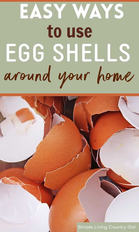 Chicken Eggs Hatching, Homestead Hacks, Chicken Boxes, Chicken Flock, Compost Bucket, Pest Repellent, Prepared Eggs, Natural Cleaning Solutions, Chicken Keeping