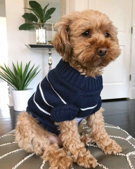 Coastal Sweater, Cute Dog Outfits, Pets Clothes, Hipster Dog, Dogs Accessories, Dog Outfits, King Charles Cavalier Spaniel Puppy, Cute Dog Clothes, Knit Dog Sweater