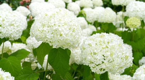 How to Plant, Grow and Care For 'Annabelle' Hydrangea Anabelle Hydrangea, Hydrangea Types, Hydrangea Flower Bed, Incrediball Hydrangea, Hydrangea Arborescens Annabelle, Annabelle Hydrangea, Types Of Hydrangeas, Smooth Hydrangea, Hydrangea Arborescens