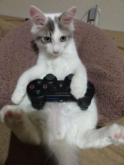 PS3 Gamer Kitty