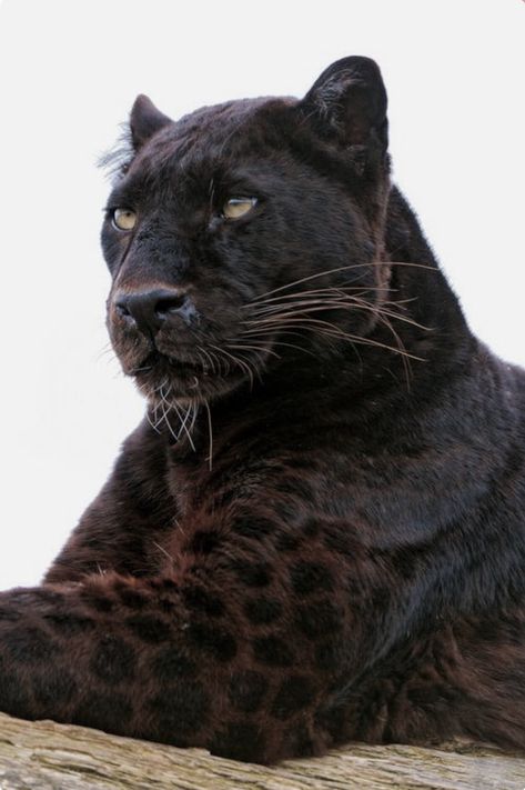 Black panther with spots showing the sunlight. These big cats are the melanistic color variant of either jaguar or leopard species. Macan Kumbang, Regnul Animal, Haiwan Comel, Gato Grande, Black Jaguar, Animale Rare, A Black Cat, Haiwan Peliharaan, Majestic Animals