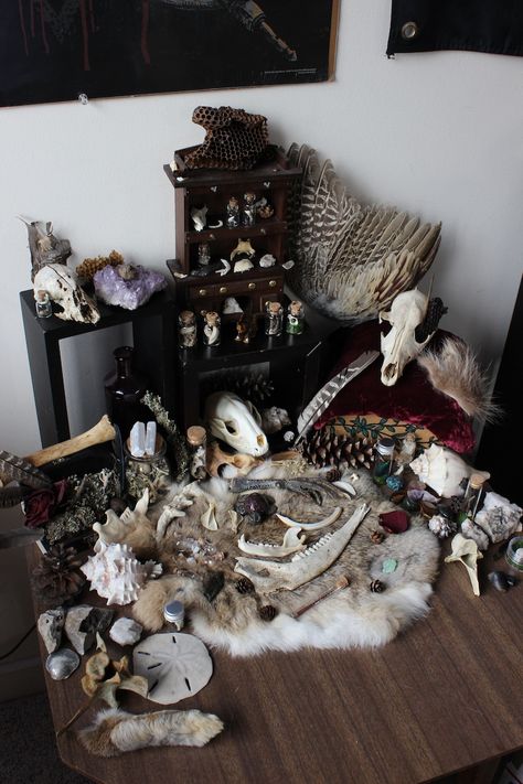 Character Bedroom, Oddities Decor, Taxidermy Decor, Witchy Room, Animal Skeletons, Earthy Aesthetic, Animal Teeth, Vulture Culture, Bone Crafts