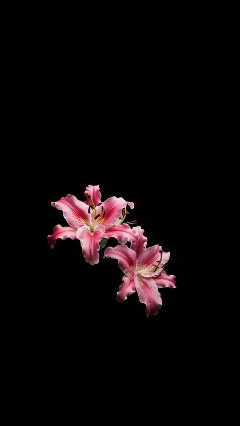 #Lily #wallpaper Pink Lily Wallpaper Iphone, Lily Flower Black Background, Black Wallpaper Cute Girly, Flower Aesthetic Black Background, Black And Pink Flower Wallpaper, Pink Lilies Wallpaper, J Flower Wallpaper, Lily Flower Wallpaper Iphone, Realistic Flower Wallpaper