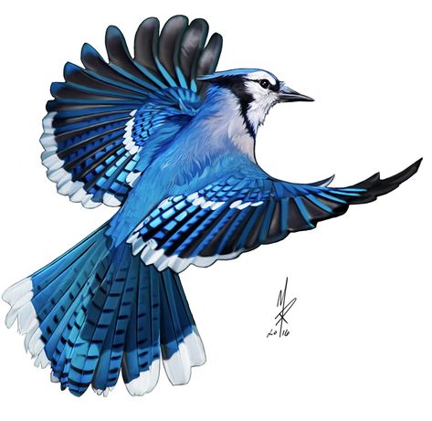 Blue Jay Tattoo, Blue Jay Art, Fly Drawing, Dibujos Toy Story, Blue Bird Art, Blue Jay Bird, Wings Drawing, Jay Bird, Most Beautiful Birds