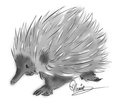 Echidna Drawing, Animal Images, Animal Character, Australian Animals, Cartoon Cute, Animals Images, Animal Paintings, Animal Drawings, Rooster