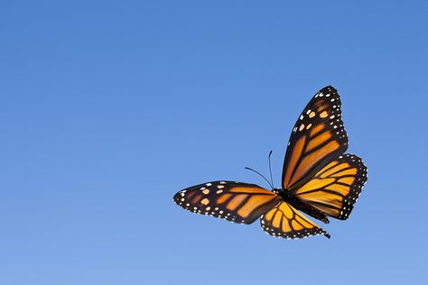 Monarch butterflies are well known for their long distance migration to Mexico. How much do you know about the monarch migration? Monarch Butterfly Meaning, Monarch Butterflies Photography, Monarch Butterfly Migration, Butterfly Facts, Monarch Butterfly Tattoo, Butterfly Migration, Butterfly Flying, Butterfly Makeup, Butterflies Flying