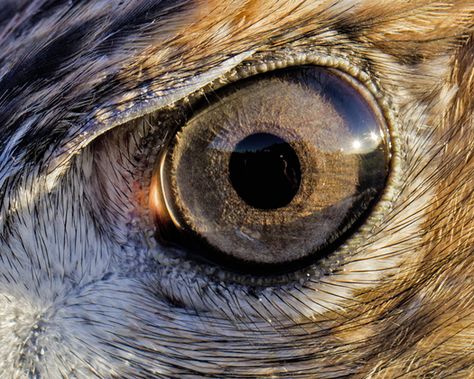 Hawk Aesthetic, Hawk Wallpaper, Red Tail Hawk, Animal Close Up, Regard Animal, Wallpaper Animals, Hawk Eye, Raptors Bird, Tattoo Bird