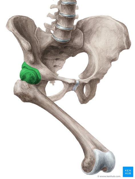 Hip Muscles Anatomy, Iliopsoas Bursitis, Hip Anatomy, Thoracic Vertebrae, Human Anatomy For Artists, Pelvic Bone, Hip Bone, Skeleton Drawings, Articulation Therapy