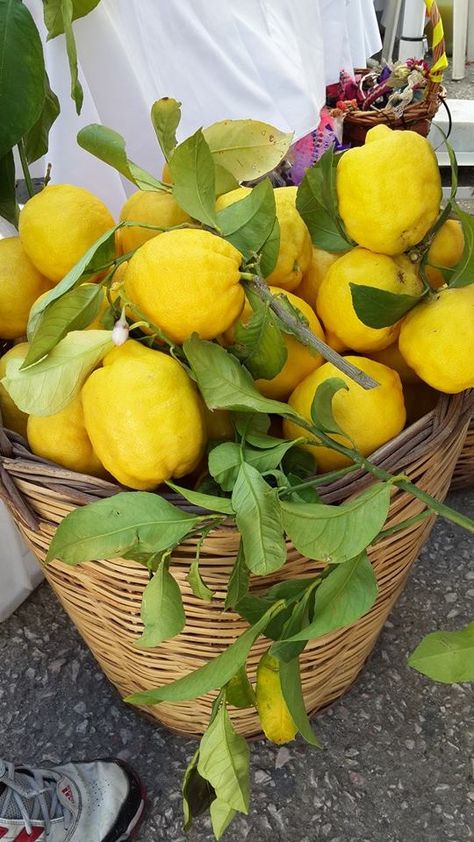 lemons Lemon Basket, Fruits Garden, Yellow Things, Bike With Basket, Lemon Decor, Straw Basket, Fruit Garden, Lemon Tree, Cellphone Wallpaper